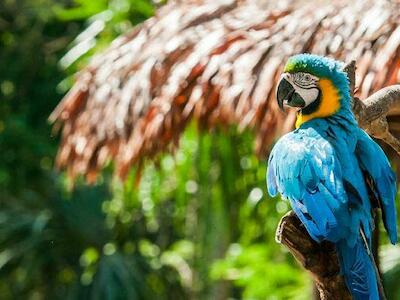 Más de 44.000 especies están en peligro de extinción, según la Lista Roja de la UICN. Foto: Serfor