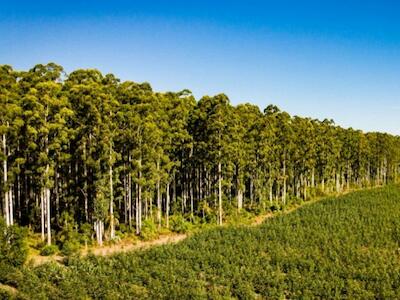 “A mí me discriminaron por ser mapuche”: empresario de Collipulli revela los “negocios sin papeles” que por años hizo Forestal Mininco