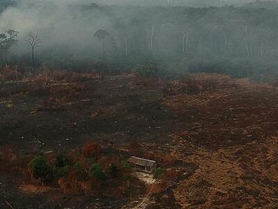 A naturalização do crime ambiental