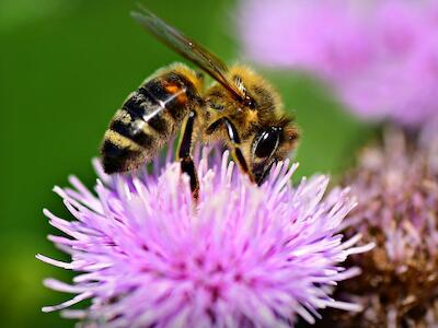 Abejas: el animal más importante del mundo bajo amenaza