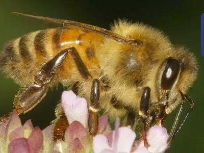 Abejas y otros polinizadores: indispensables para el medio ambiente