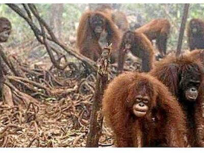 Aceite de palma: culpable del 39% de los bosques perdidos en Borneo desde el año 2000
