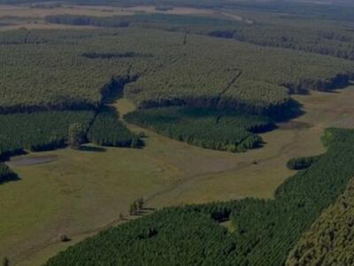 Advierten que ampliar monocultivos forestales profundizaría la crisis del agua en Uruguay