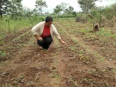 Agricultura familiar, campesina e indígena, la columna vertebral de la producción de alimentos en América Latina y el Caribe 