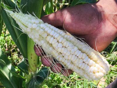 Agricultura familiar de Nación: Portavoz de Bayer en Misiones y Cinismo Nacional 