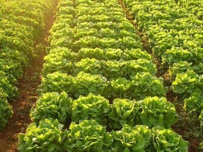 Agroecología: apuesta para tiempos de crisis y el futuro