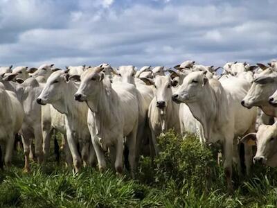 Agronegócio é maior responsável pelas emissões de gases de efeito estufa no Brasil, alerta Greenpeace