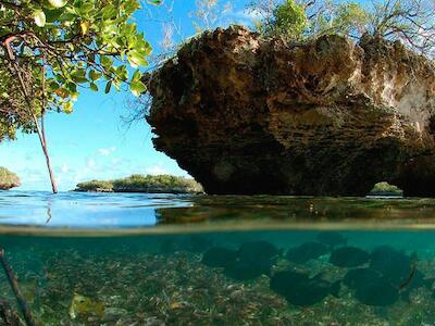 Algas, pastos marinos, ciénagas y manglares: otra barrera contra el cambio climático en peligro