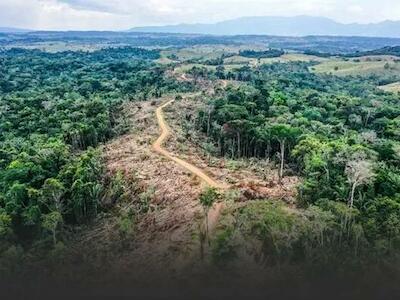 Alta deforestación del Amazonas en seis meses