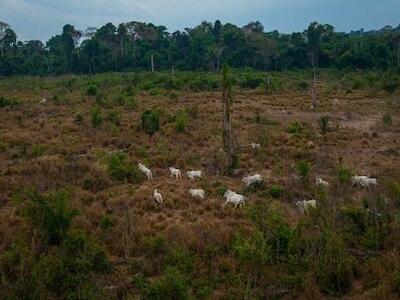 Amazônia perdeu cerca de 44 milhões de hectares para agropecuária em 35 anos