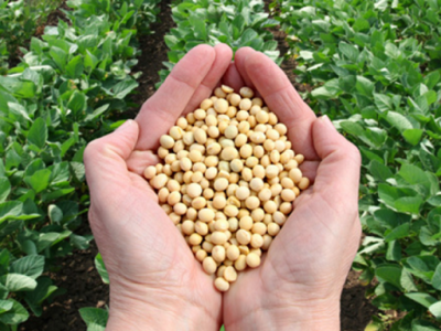 Añez aprueba decreto para abreviar procedimientos de evaluación de semillas transgénicas de maíz, trigo y soya