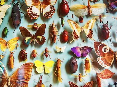 Apocalipse dos insetos: os novos dados da ameaça