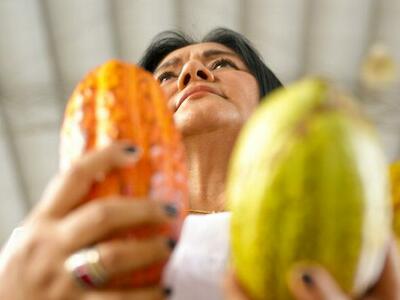 En la región araucana hay una importante producción de cacao, reconocido internacionalmente por su aroma y sabor. Foto Juan Cano, Presidencia de la República