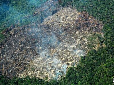 - Foto por Fundación para la Conservación y el Desarrollo Sostenible.