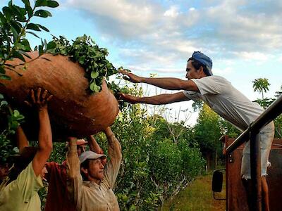 Argentina: Misiones prohibió el uso de glifosato por ley