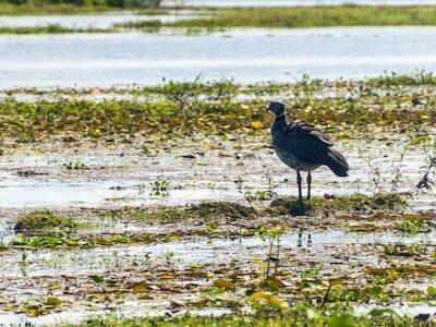 Chauna torquata, popularmente conocida como chajá, en un humedal de los Esteros del Iberá, en la provincia argentina de Corrientes. Los Bajos Submeridionales, región de la que Corrientes es parte, es hábitat de más de 200 especies de aves, varias de ellas en peligro de extinción. (Imagen: Matyas Rehak / Alamy)