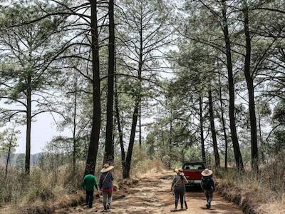 Integrantes del Colectivo de Saneamiento y Restauración de la Malintzi Tlalcuapan caminan por el bosque que han defendido. Foto: Ginnette Riquelme