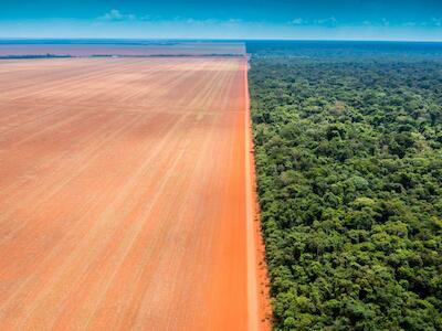 Desmatamento na Amazônia Legal, Estado do Mato Grosso, imagem de 2021. Foto: Kamikia Kisedje/WWF-Brasil