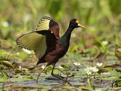 Aves y ranas conversan mejor con el paisaje en la agroecología