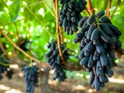 Bloom Fresh gana caso en China por infracción de Sweet Sapphire™