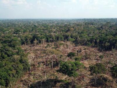 - Área desmatada dentro da Reserva Extrativista. (Foto: ONG SOS Amazônia)