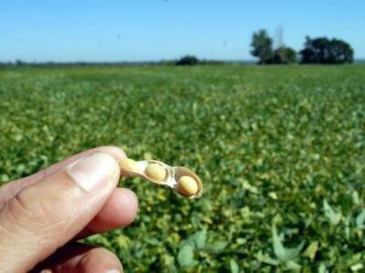 Bolivia: Los transgénicos, ampliaron la frontera agrícola y el importe de más agroquímicos