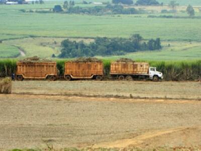 Bolsonaro autoriza plantio de cana na Amazônia e no Pantanal