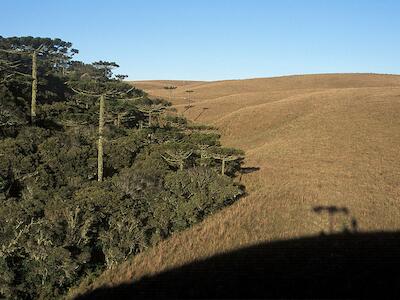 Brasil: No Paraná, savana com a maior diversidade biológica do mundo corre perigo