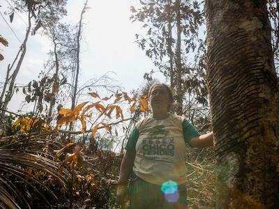 Brasil reduce deforestación de Amazonia, pero para la reserva Chico Mendes podría ser muy tarde