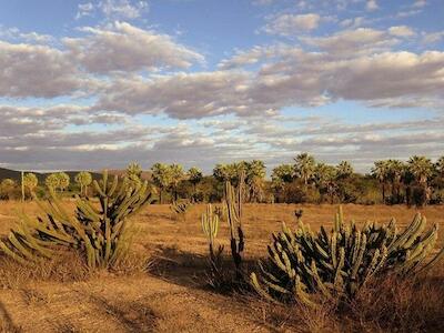 "As secas são processos naturais. A seca é da natureza, a desertificação não. A desertificação é responsabilidade dos seres humanos", Giovanelli. - Foto: Secretaria do Desenvolvimento Agrário do Ceará
