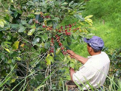 Cafetaleros en Veracruz rechazan que gobierno facilite instalación de planta de Nestlé