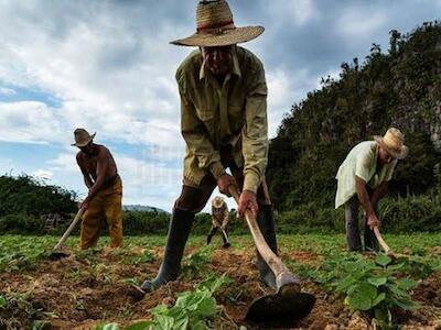 Campesinado de Colombia: del apoyo crítico a Petro al distanciamiento sin retorno