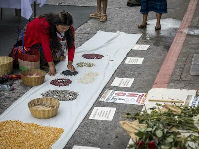 Campesinos de Guatemala protestan contra iniciativa de la "Ley Monsanto"