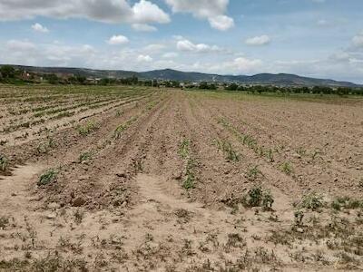 Agricultores en riesgo de perder sus tierras debido a las deudas y la crisis agrícola.