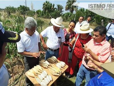 Campesinos zapotecas exigen retiro de “semillas hibridas” que otorga el programa “Sembrando Vida” 