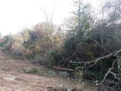 Chaco: el bosque nativo desaparece, las comunidades campesinas resisten