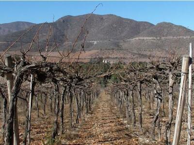 Chile declara la emergencia agrícola por sequía extrema: a qué región afecta