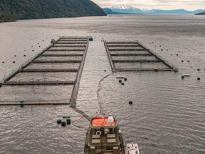 Chile: ¿Por qué la autoridad no caducó 400 concesiones salmoneras que no estaban en regla?