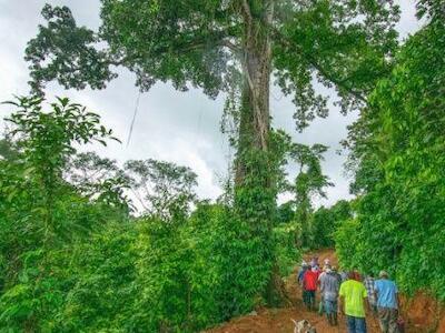 Chimalapas, triunfo chima