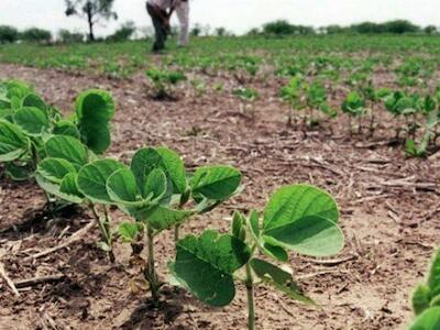 China aprobó la importación y comercialización de soja tolerante a la sequía desarrollada en Argentina