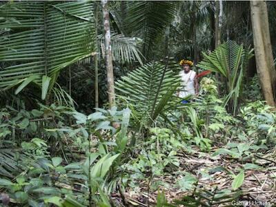 Cientos de invasores entran en la Tierra Indígena Uru-Yo-Wau-Wau y preparan deforestación