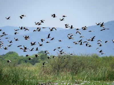 Clima y biodiversidad, dos crisis que deben abordarse en conjunto