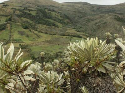 Colombia: juez suspende proyecto de carbono hecho a espaldas de la comunidad