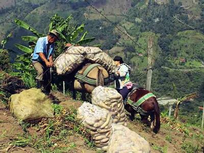 Colombia. Construimos ocho territorios campesinos y queremos 20 más