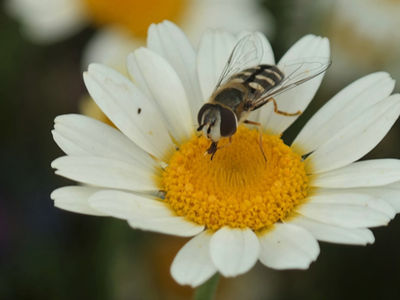 Sirfid zoófago Vuela sobre una margarita. Los adultos de esta mosca se alimentan de néctar y polen, pero sus larvas son importantes enemigos naturales de los pulgones, que son plagas de diferentes cultivos (foto Paul van Rijn).