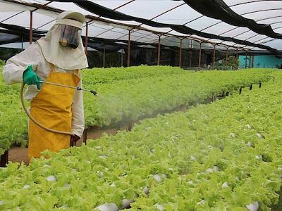 Como a Syngenta perseguiu cientistas por décadas para abafar o risco dos agrotóxicos