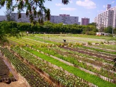 Cómo Cuba está revolucionando su agricultura