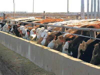 Cómo los pesticidas usados en feedlots amenazan a las abejas