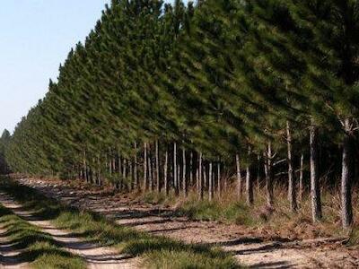 Comunidades emplazan al gobierno por incentivar monocultivo forestal y levantan punto de acopio en apoyo a familias mapuche afectadas por incendios