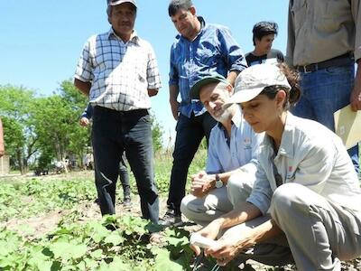 Comunidades qom producen algodón agroecológico